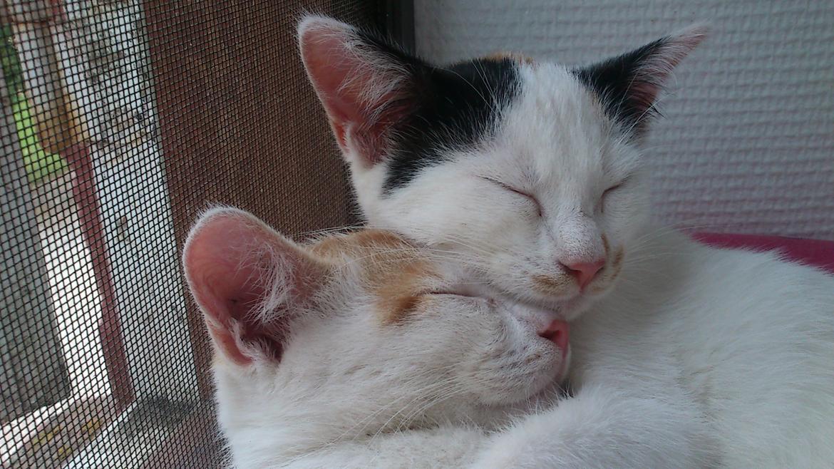 Huskat Pjevs billede 31