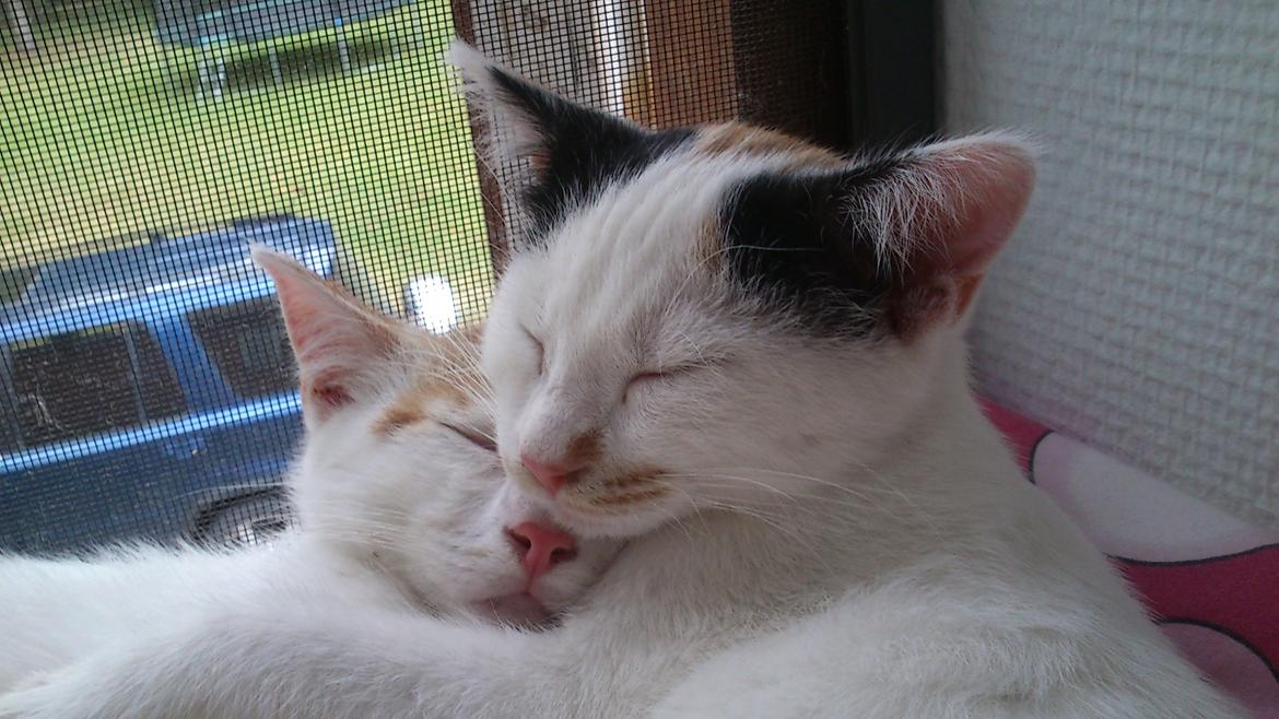 Huskat Pjevs billede 30