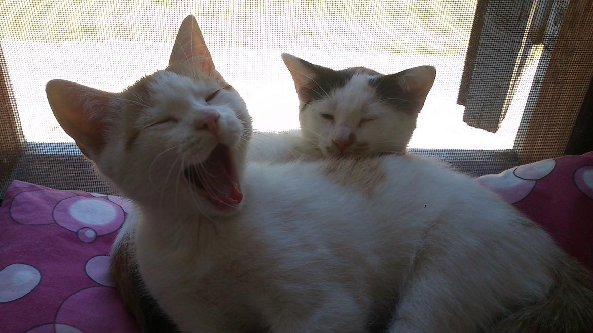 Huskat Pjevs billede 32