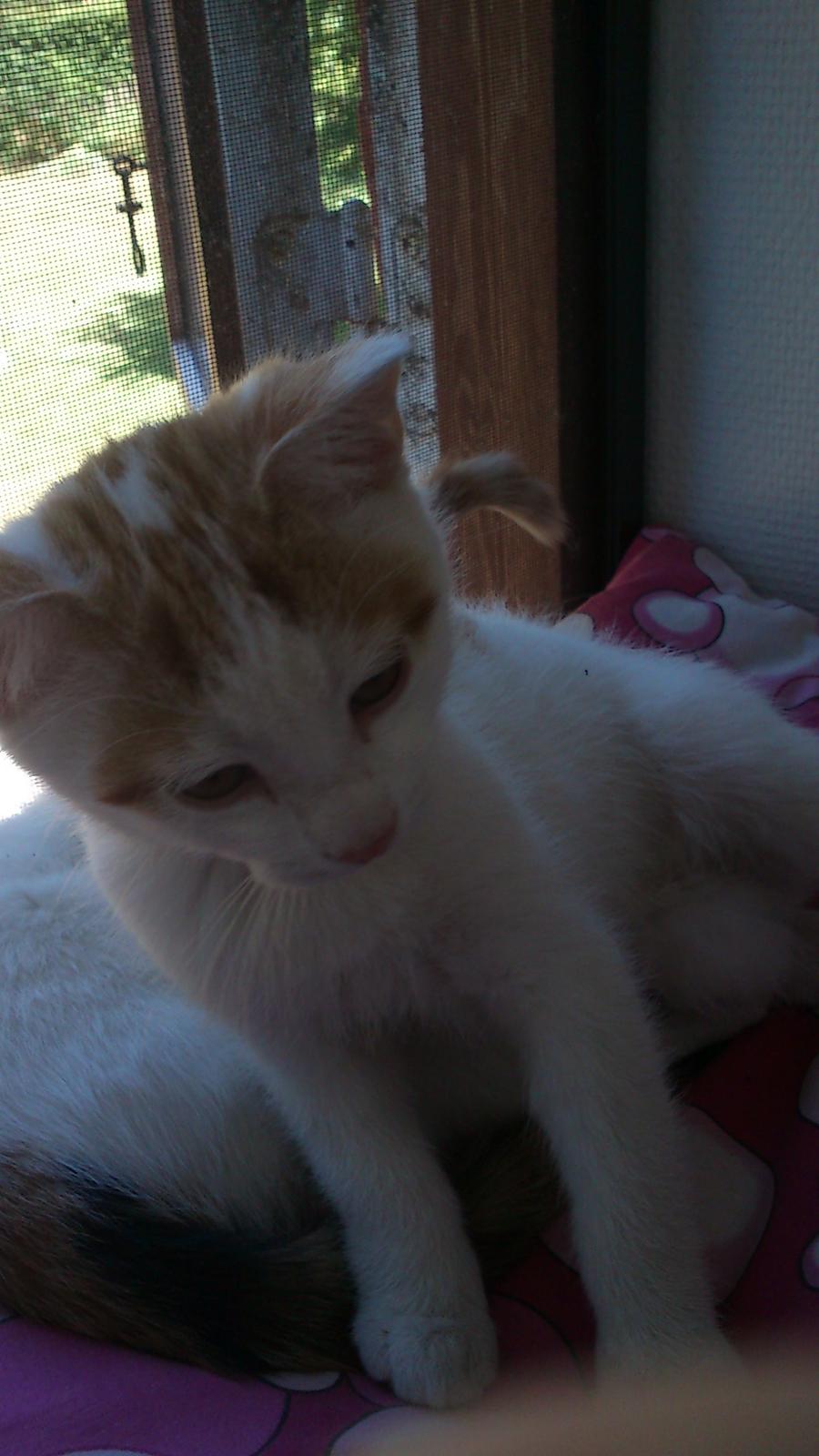 Huskat Pjevs billede 33