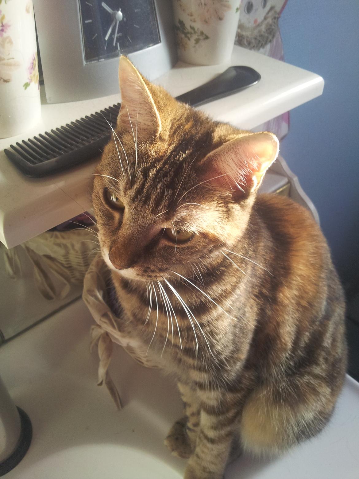 Huskat Maja billede 1