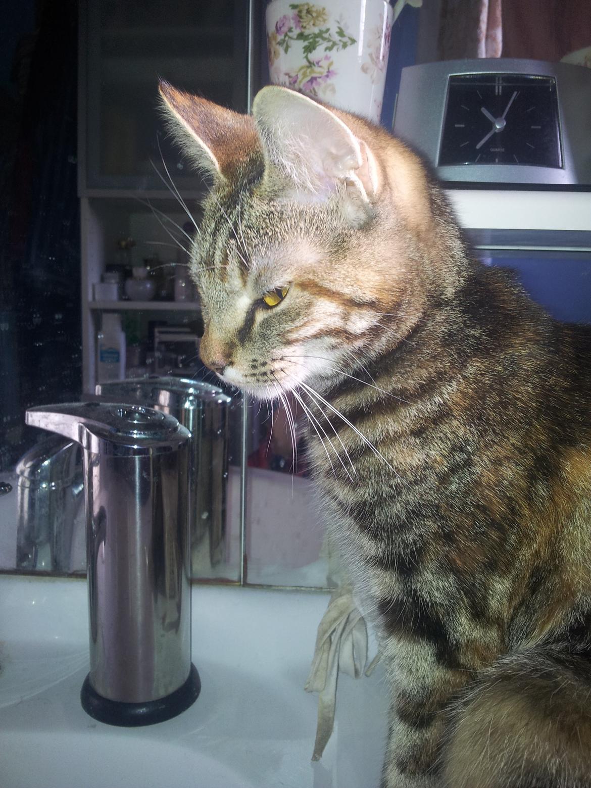 Huskat Maja billede 2