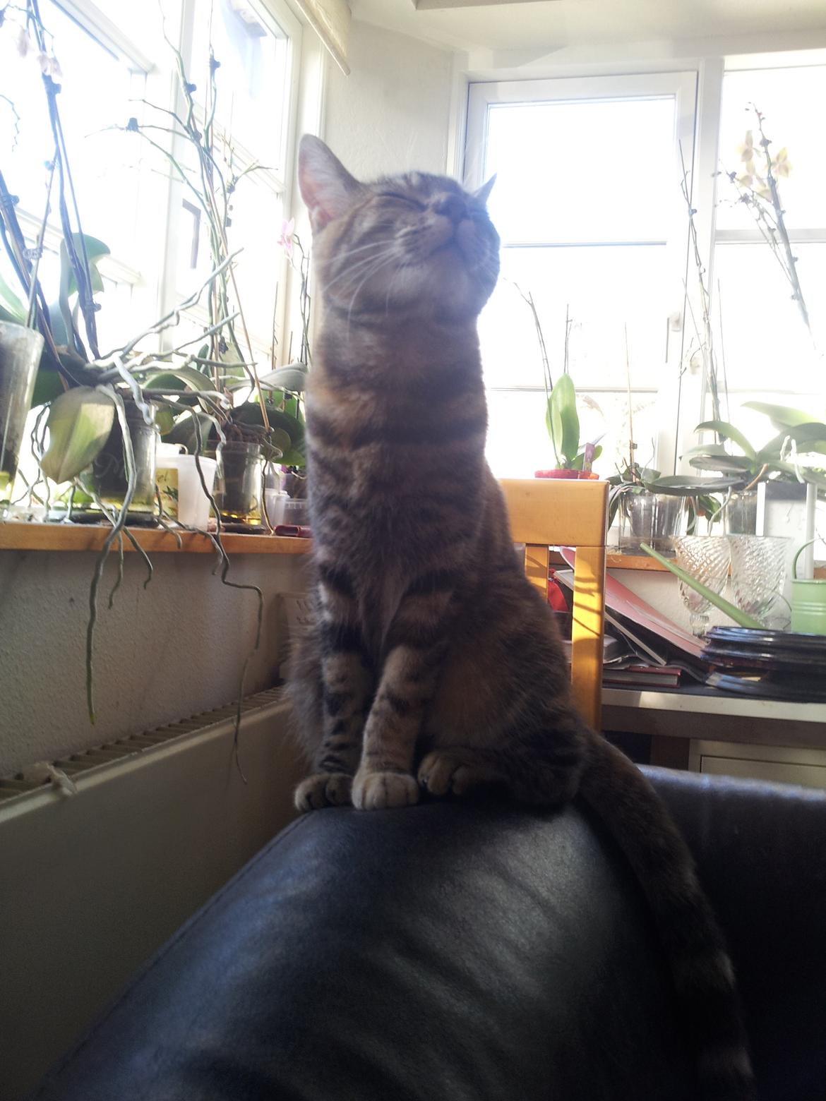 Huskat Maja billede 3