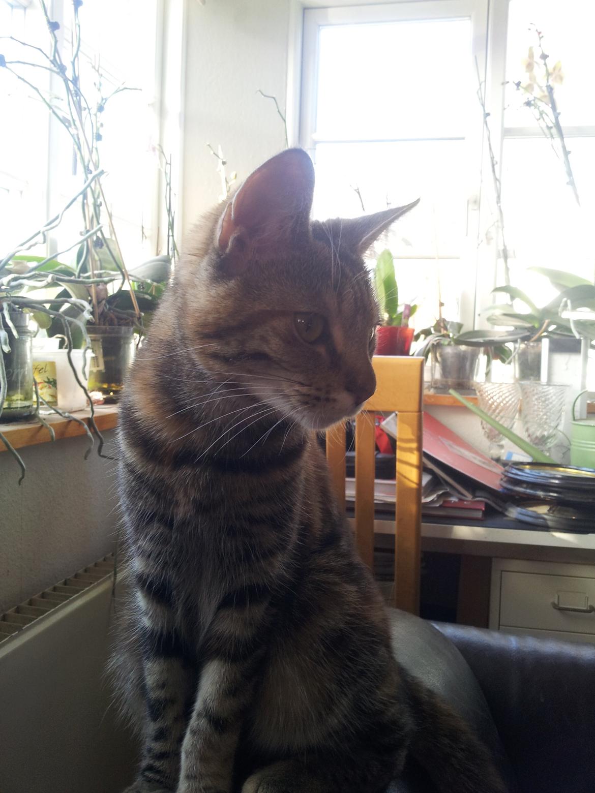 Huskat Maja billede 4