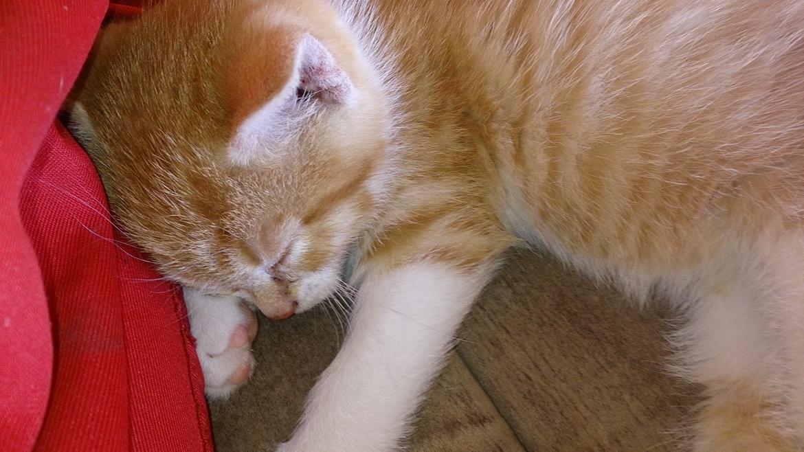 Blanding af racer Bølle billede 2