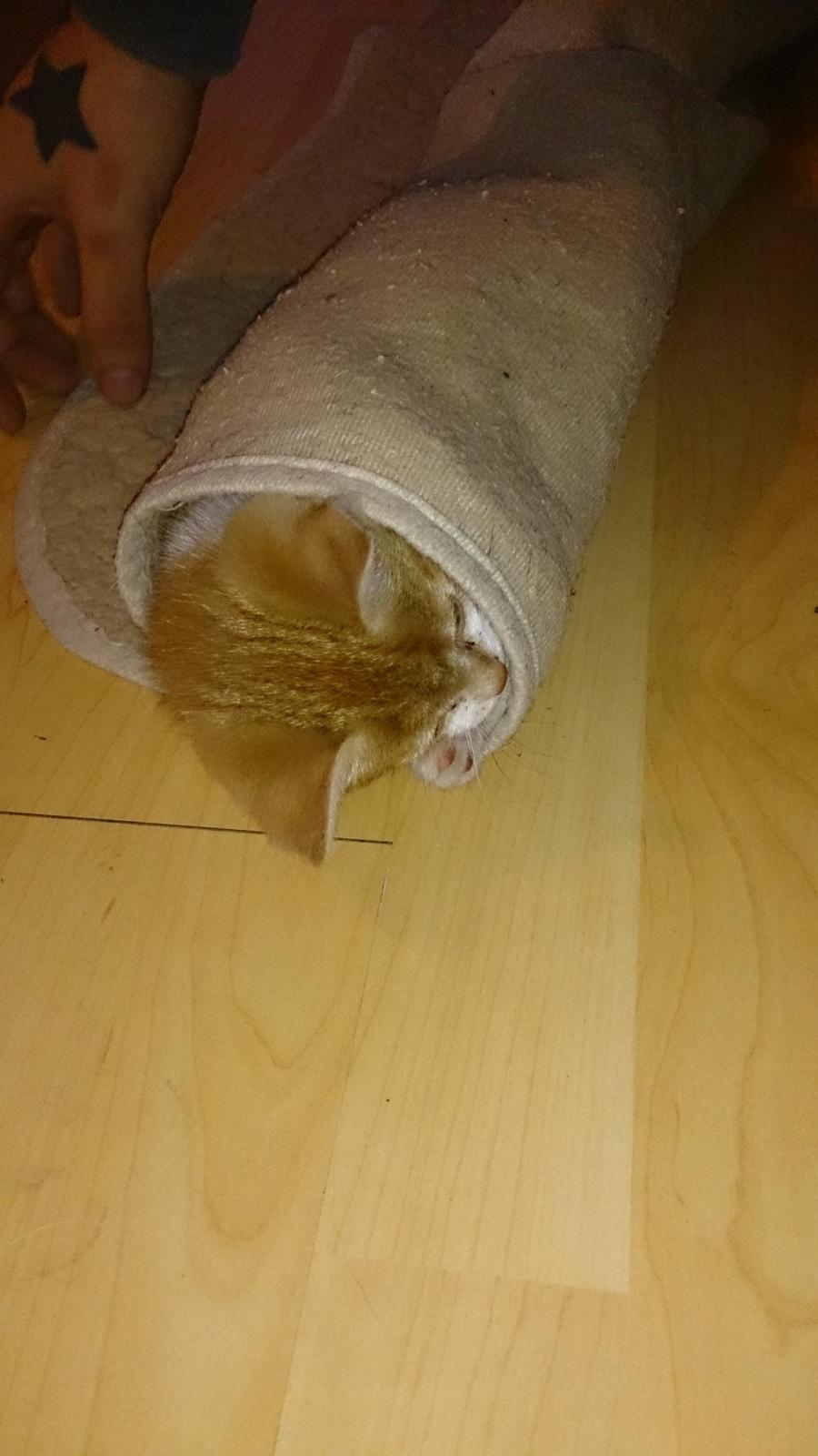 Blanding af racer Bølle billede 4