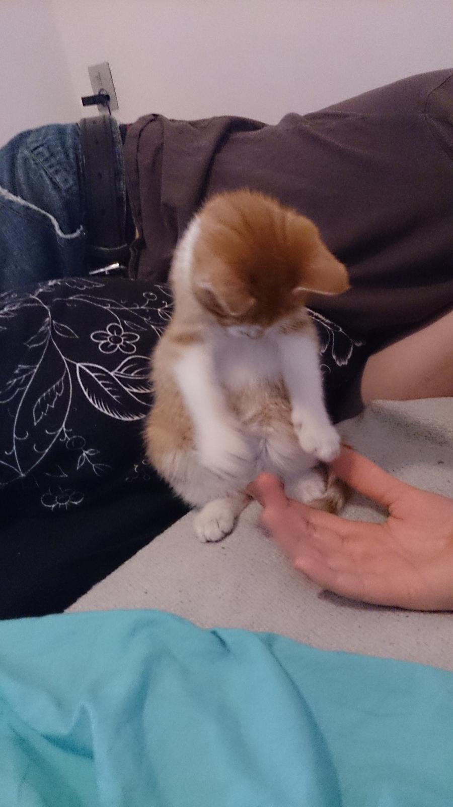 Blanding af racer Bølle billede 5