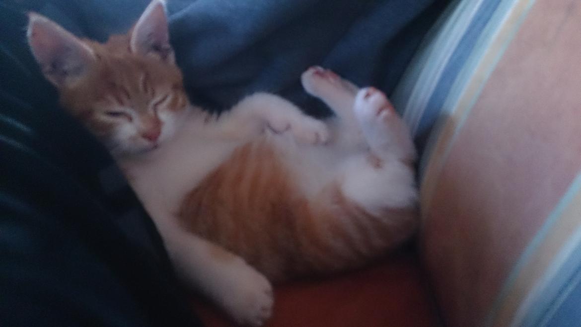 Blanding af racer Bølle billede 7