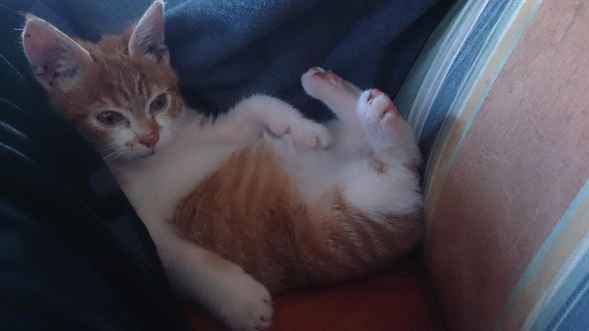 Blanding af racer Bølle billede 8