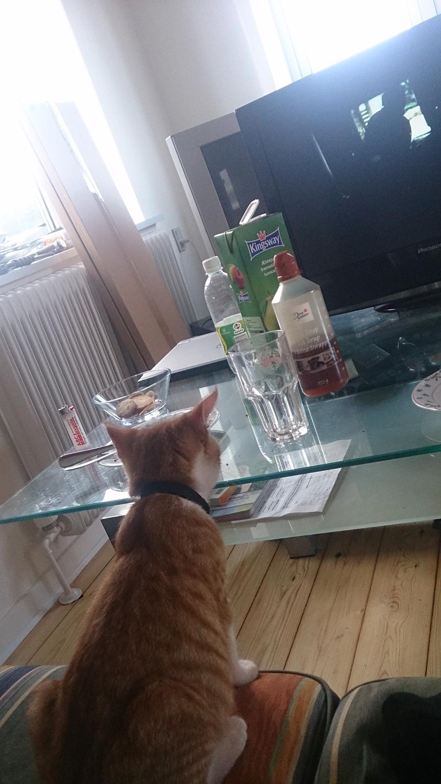 Blanding af racer Bølle billede 9