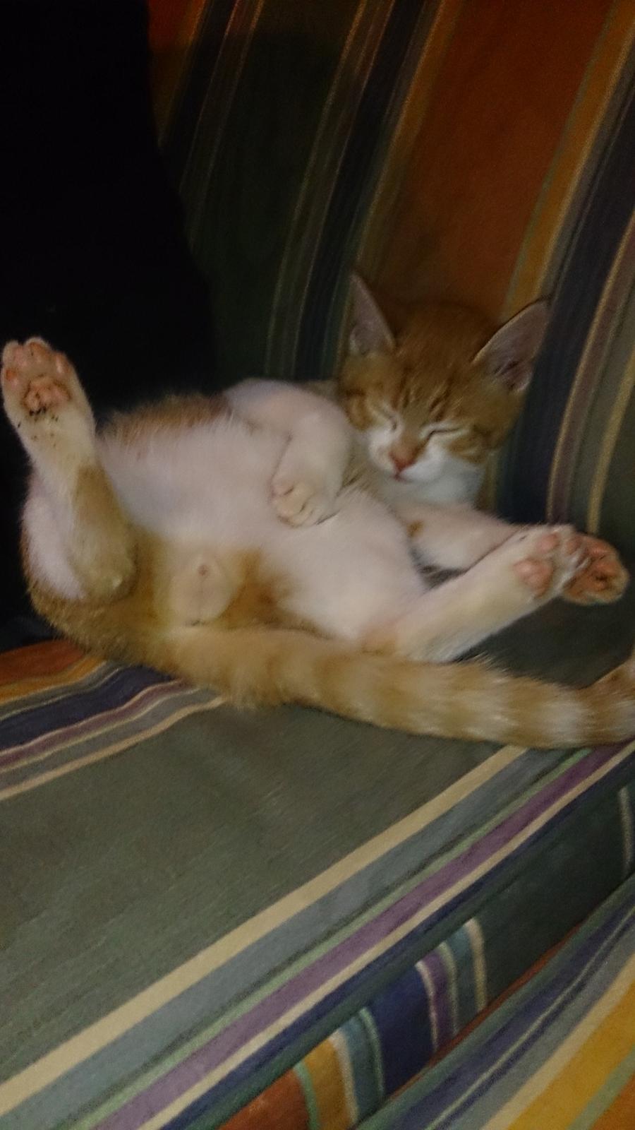 Blanding af racer Bølle billede 10