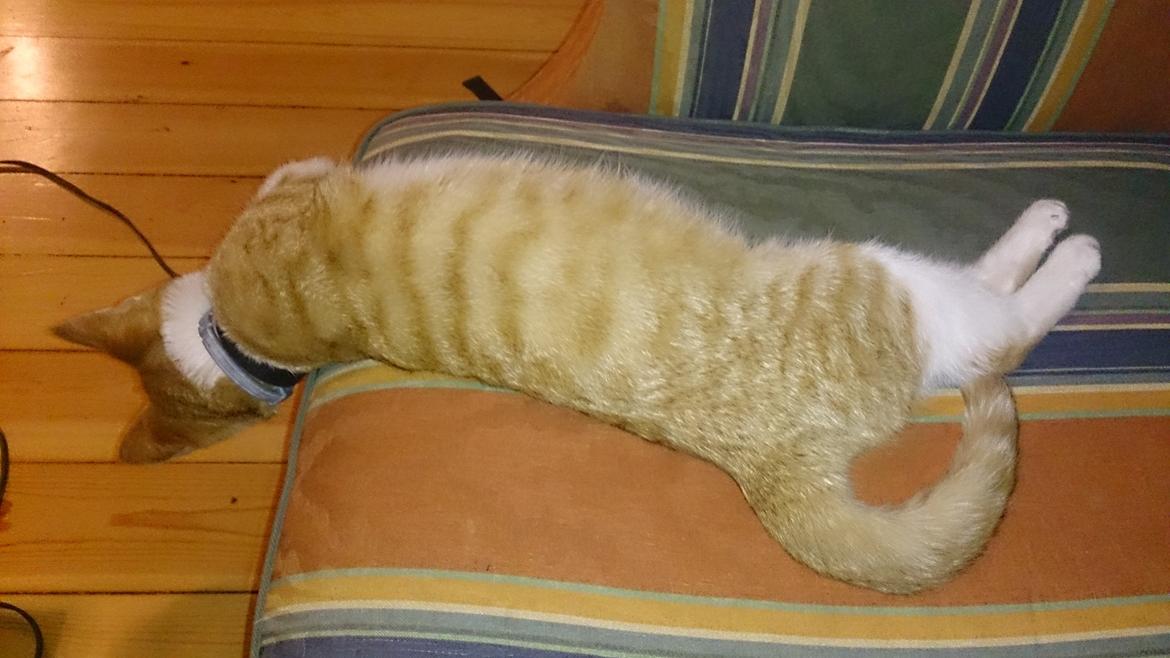 Blanding af racer Bølle billede 11