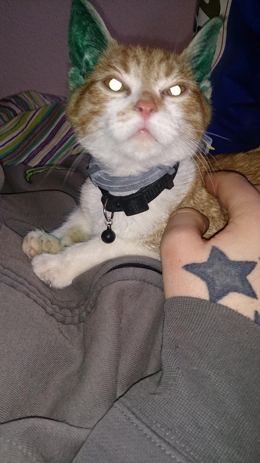 Blanding af racer Bølle - Efter dyrlæge besøg hehe :b billede 1