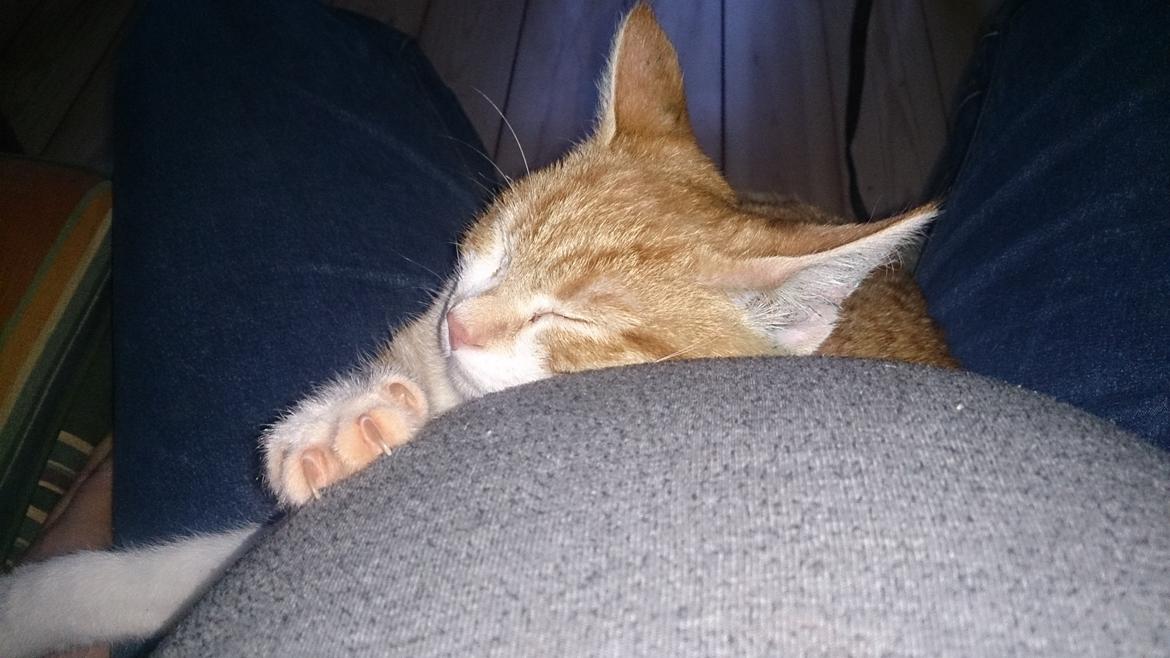 Blanding af racer Bølle - Citat Bølle "Jeg tror jeg kommer til at kunne lide ham her" hehe ;) billede 12