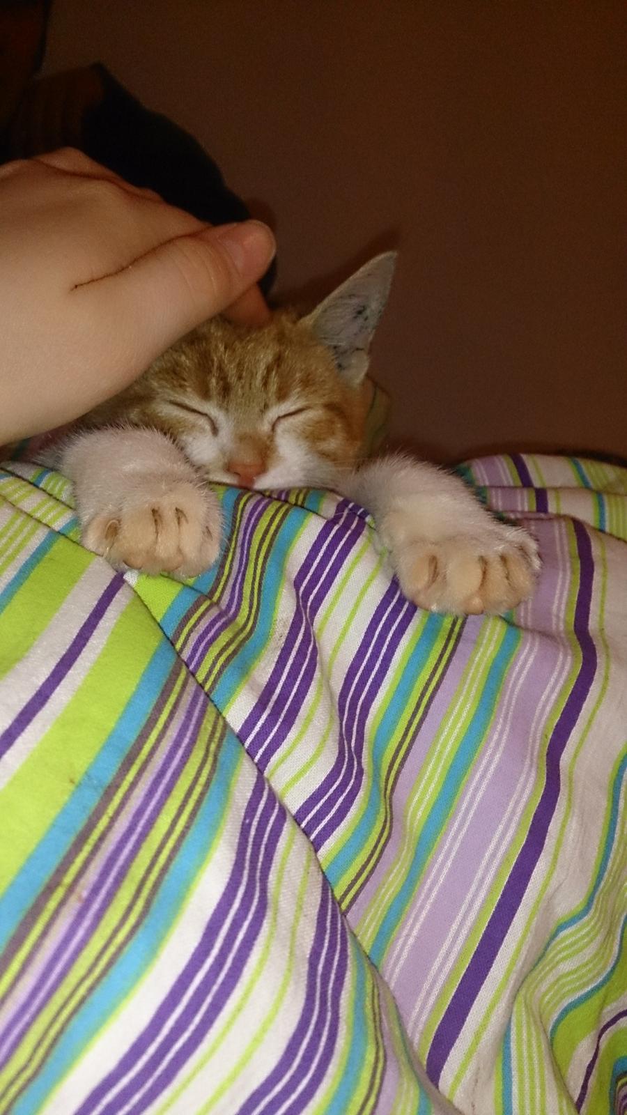 Blanding af racer Bølle billede 13