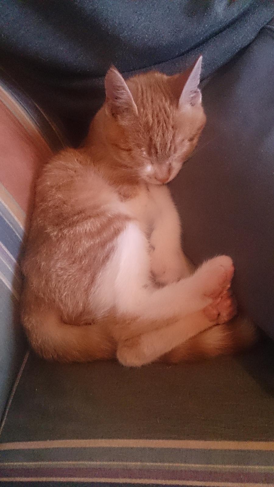 Blanding af racer Bølle billede 14