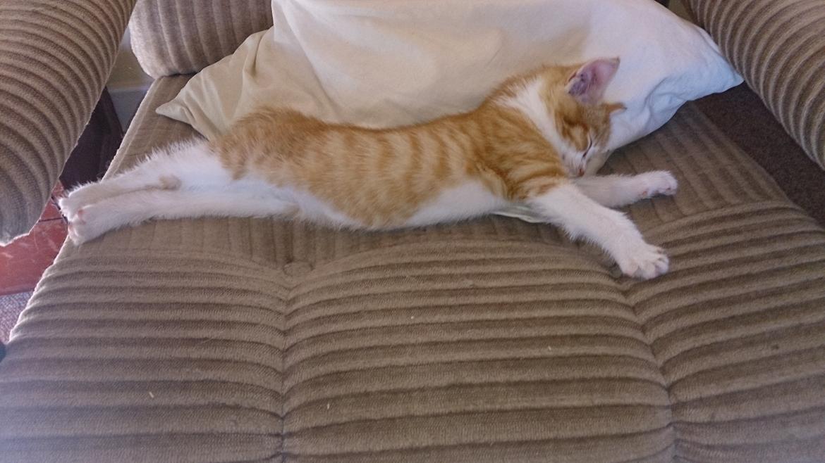 Blanding af racer Bølle billede 3