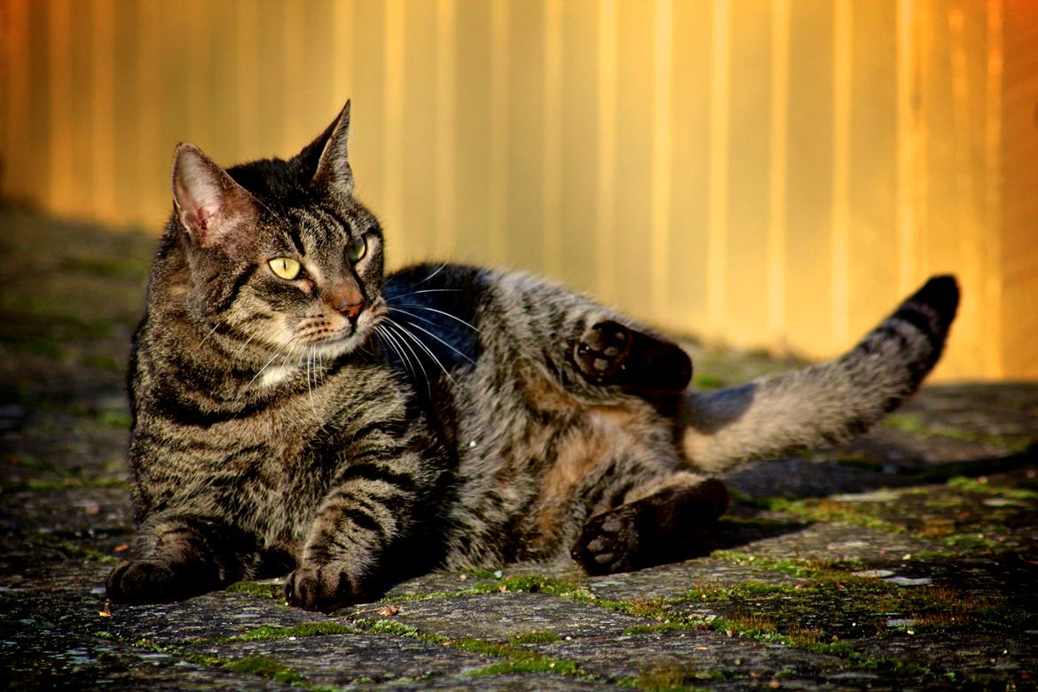 Blanding af racer Loui - Gotfredsen photography billede 1