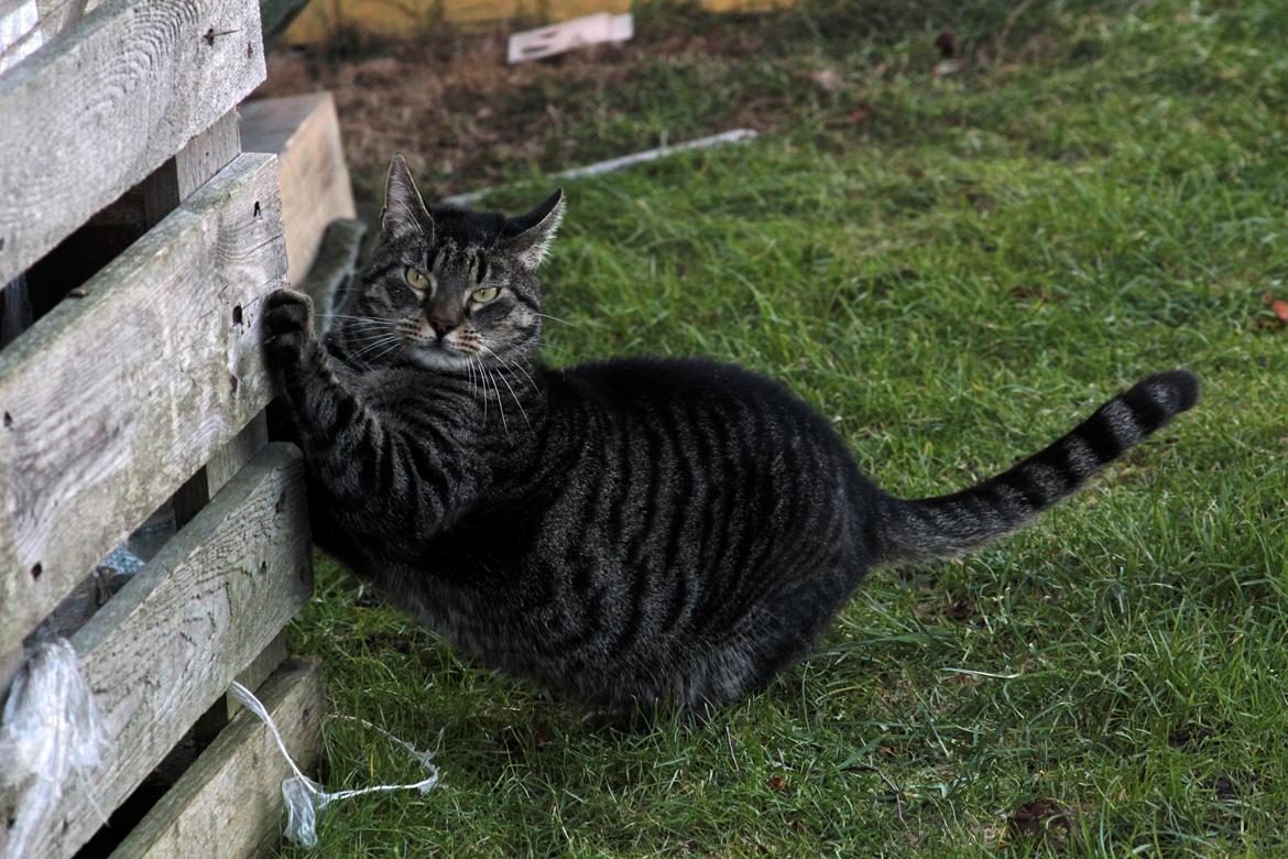 Blanding af racer Loui - Gotfredsen photography billede 2