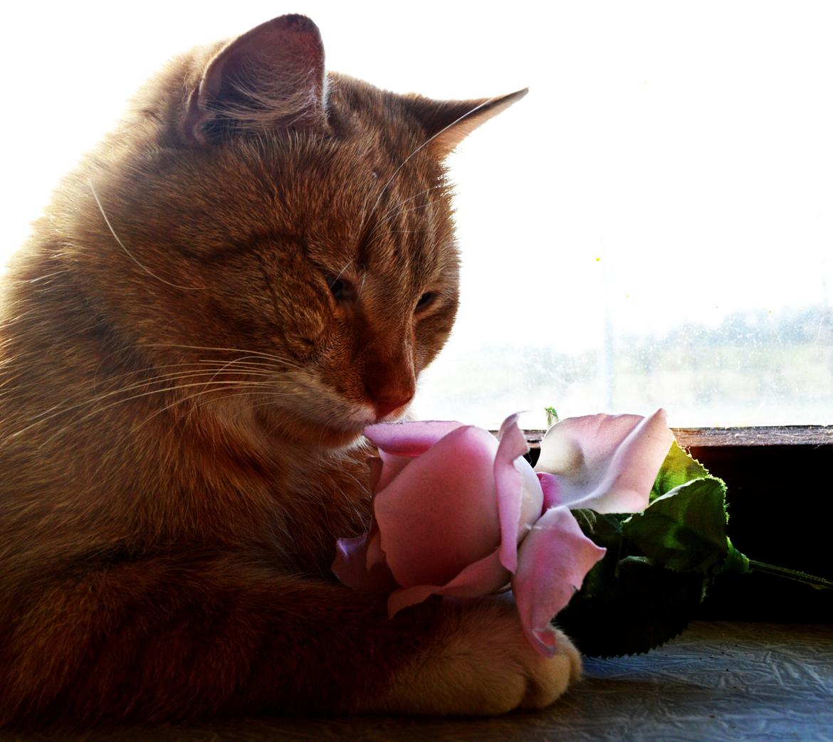 Blanding af racer Jack billede 3