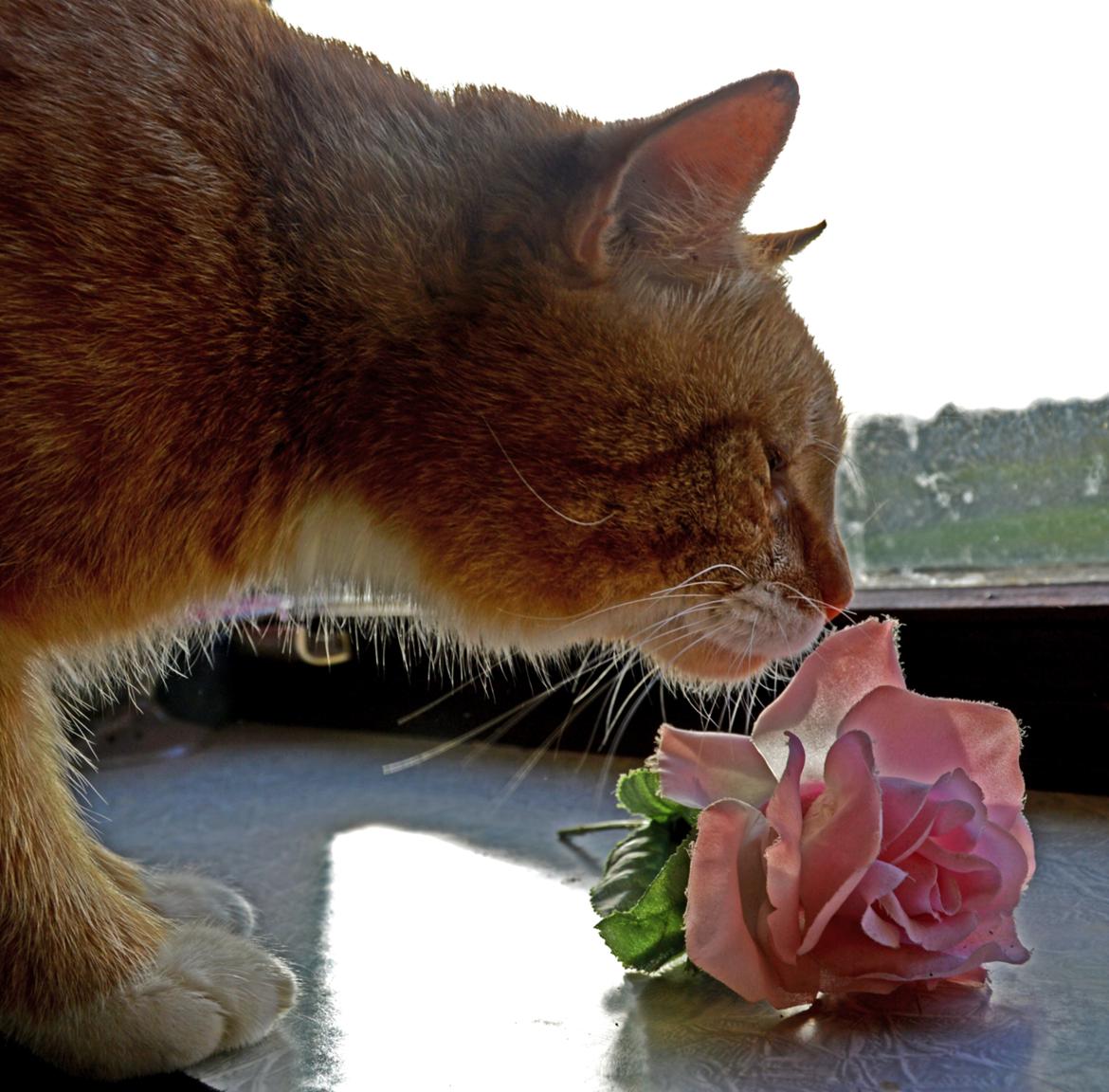 Blanding af racer Jack billede 4