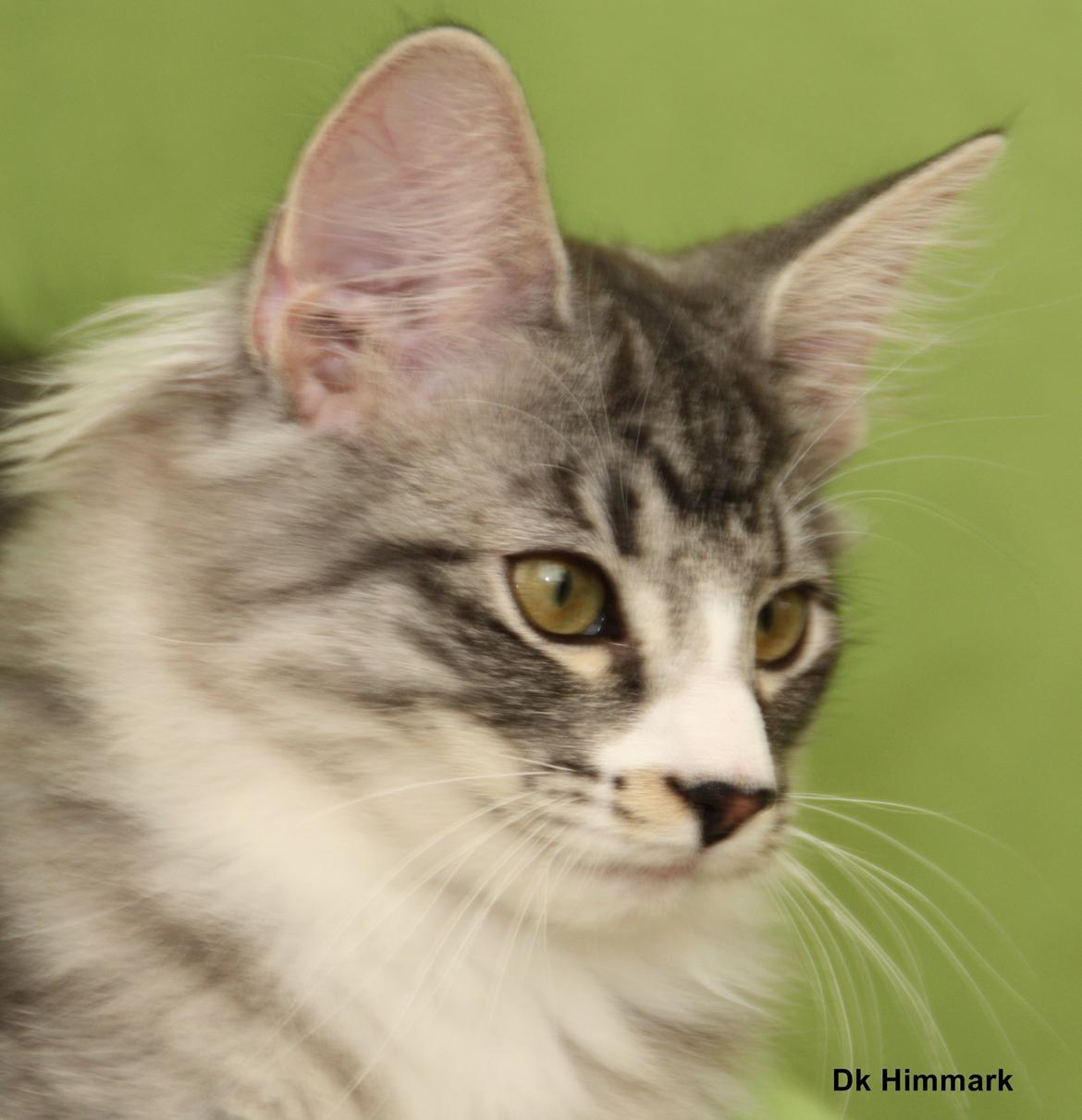 Norsk Skovkat Dk Himmark´s Honnie billede 45