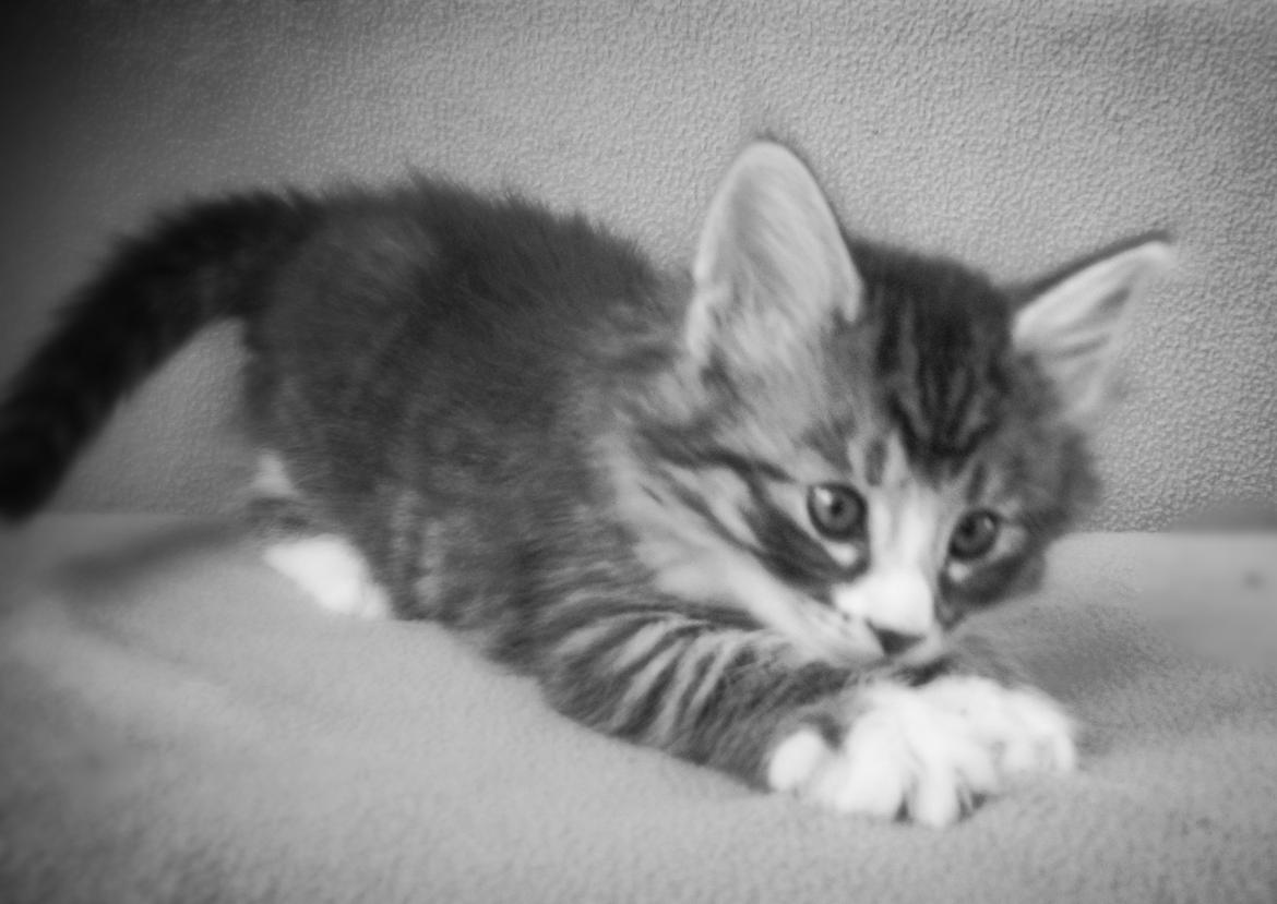 Norsk Skovkat Dk Himmark´s Honnie billede 26