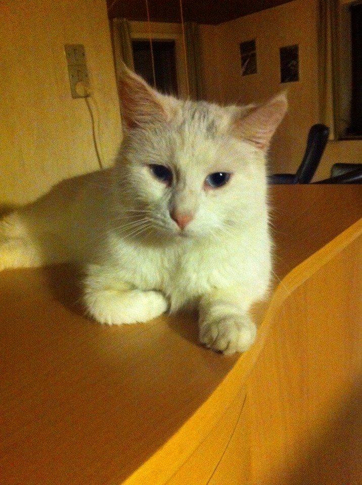 Blanding af racer Suki Soulmate<3 aka Sukkergris billede 21