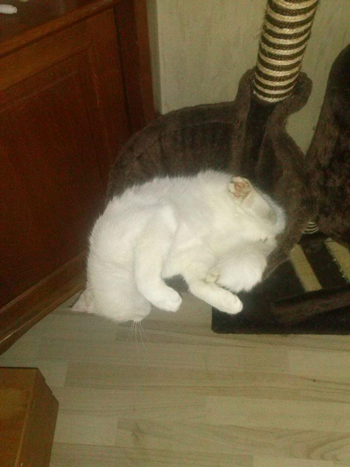 Blanding af racer Suki Soulmate<3 aka Sukkergris billede 23