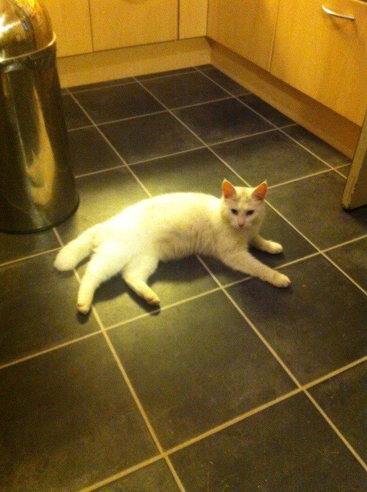 Blanding af racer Suki Soulmate<3 aka Sukkergris billede 24