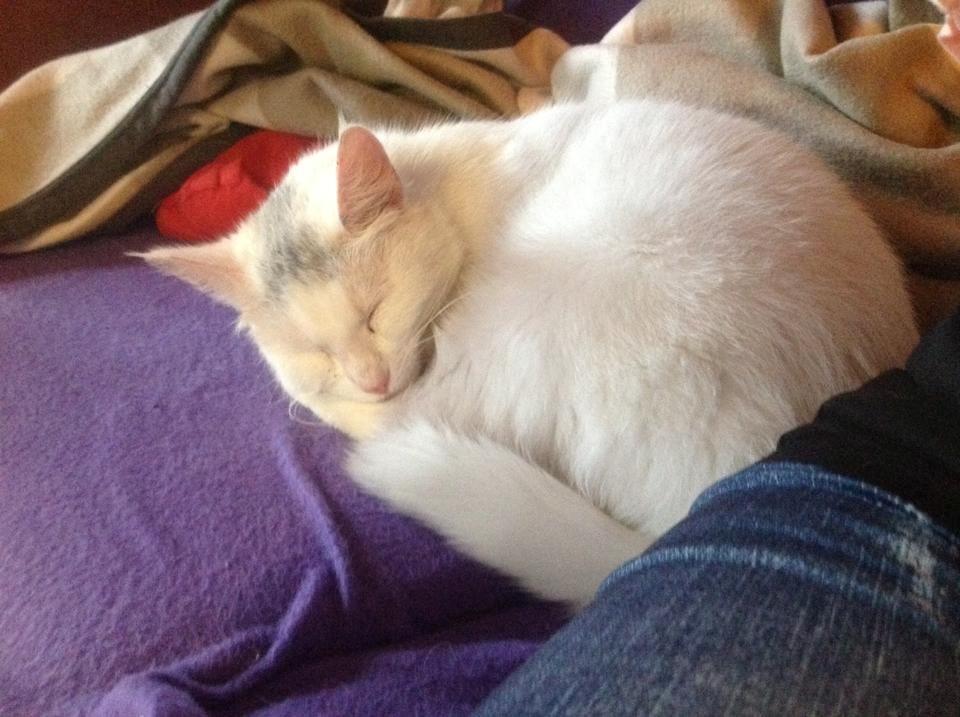 Blanding af racer Suki Soulmate<3 aka Sukkergris billede 22