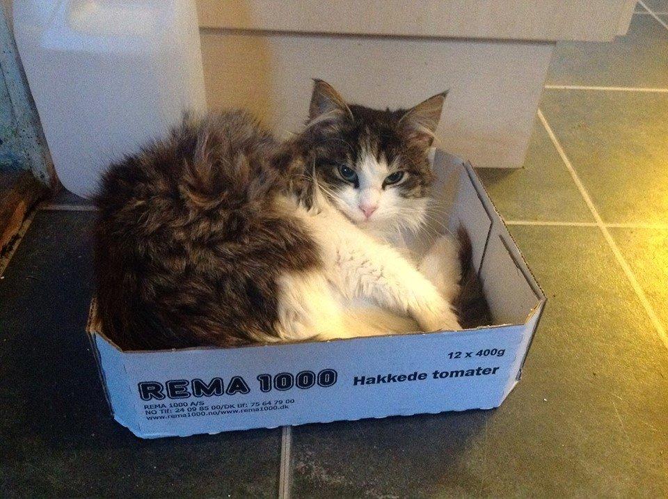 Blanding af racer Linus<3 billede 20