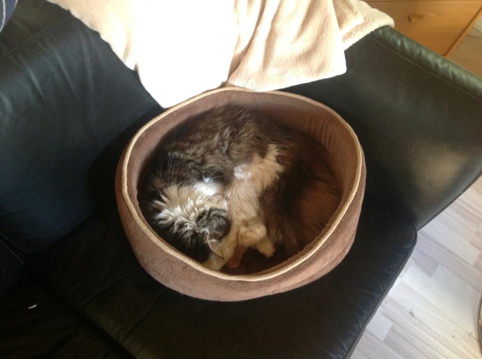 Blanding af racer Linus<3 billede 22