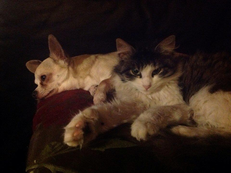 Blanding af racer Linus<3 billede 23