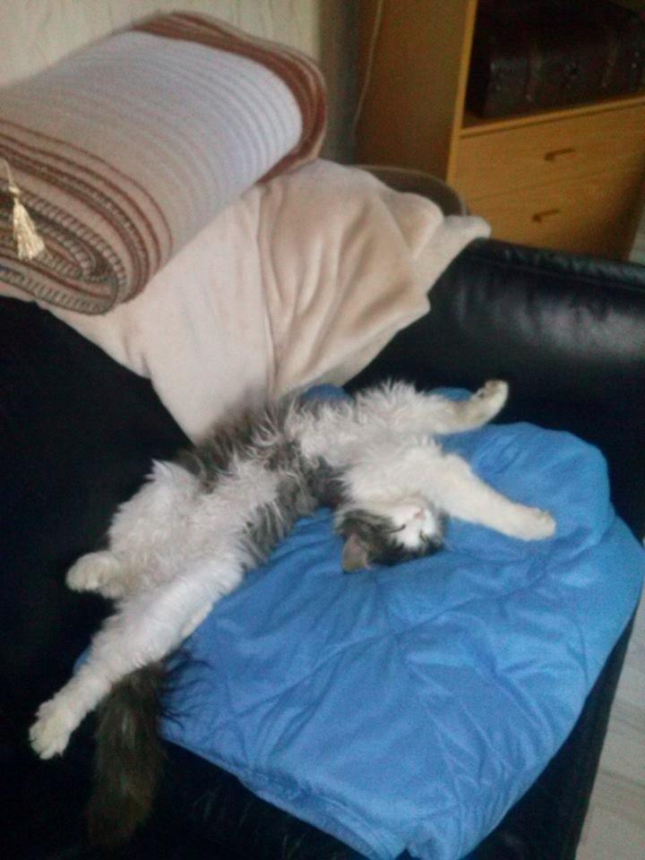 Blanding af racer Linus<3 billede 24