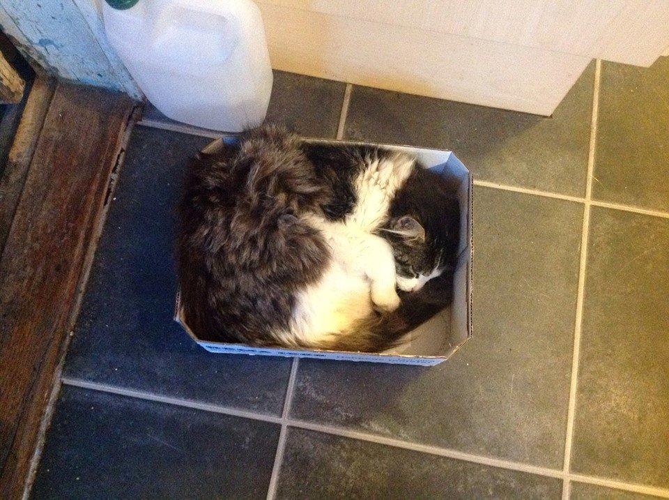 Blanding af racer Linus<3 billede 25