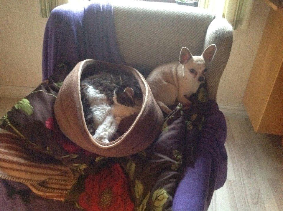 Blanding af racer Linus<3 billede 26