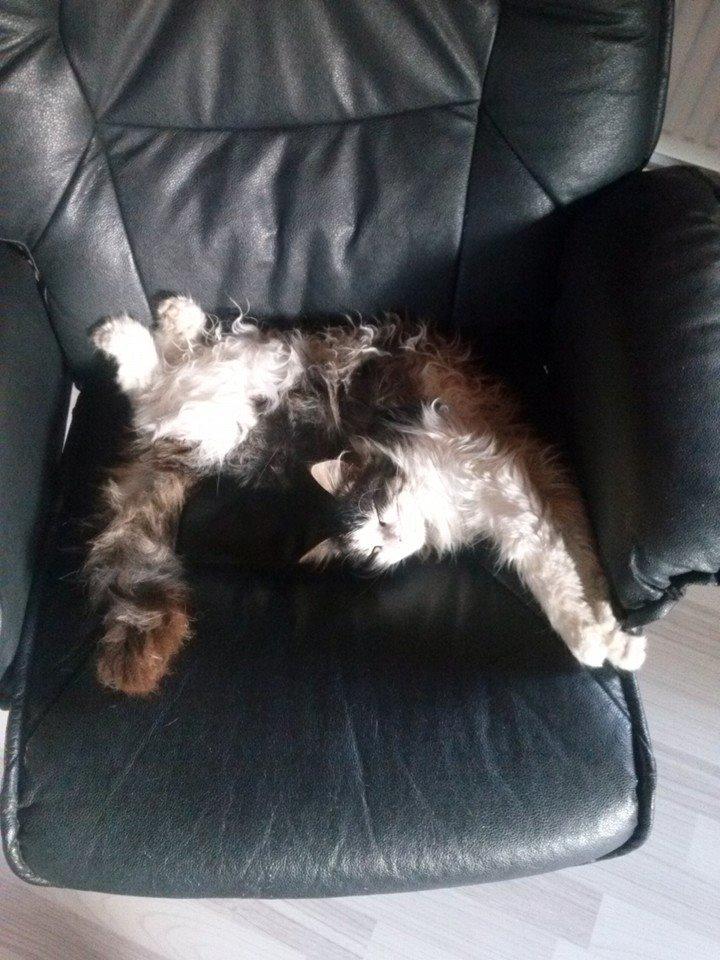 Blanding af racer Linus<3 billede 27