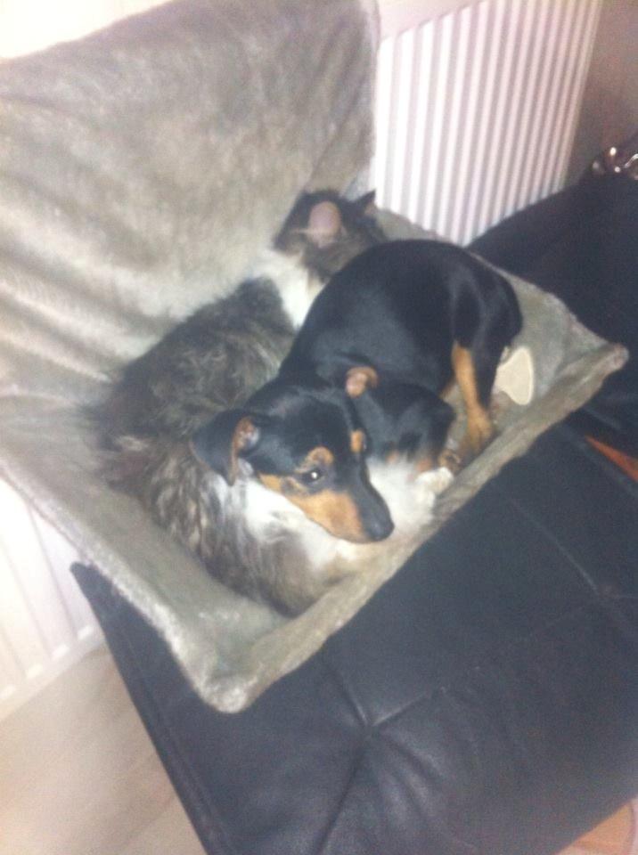 Blanding af racer Linus<3 billede 28