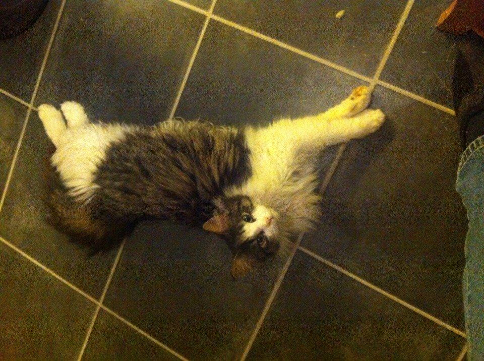 Blanding af racer Linus<3 billede 29