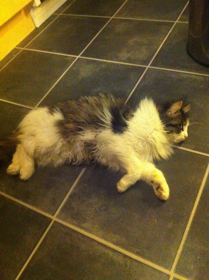 Blanding af racer Linus<3 billede 30