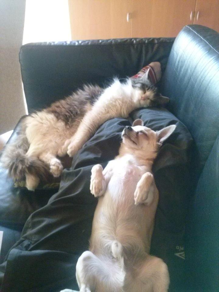 Blanding af racer Linus<3 billede 21