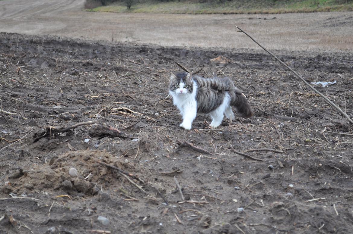 Blanding af racer Linus<3 billede 31