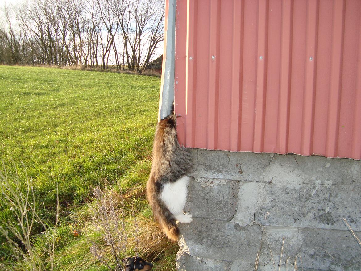 Blanding af racer Linus<3 billede 33