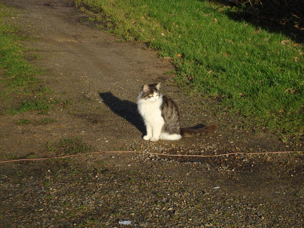 Blanding af racer Linus<3 billede 32