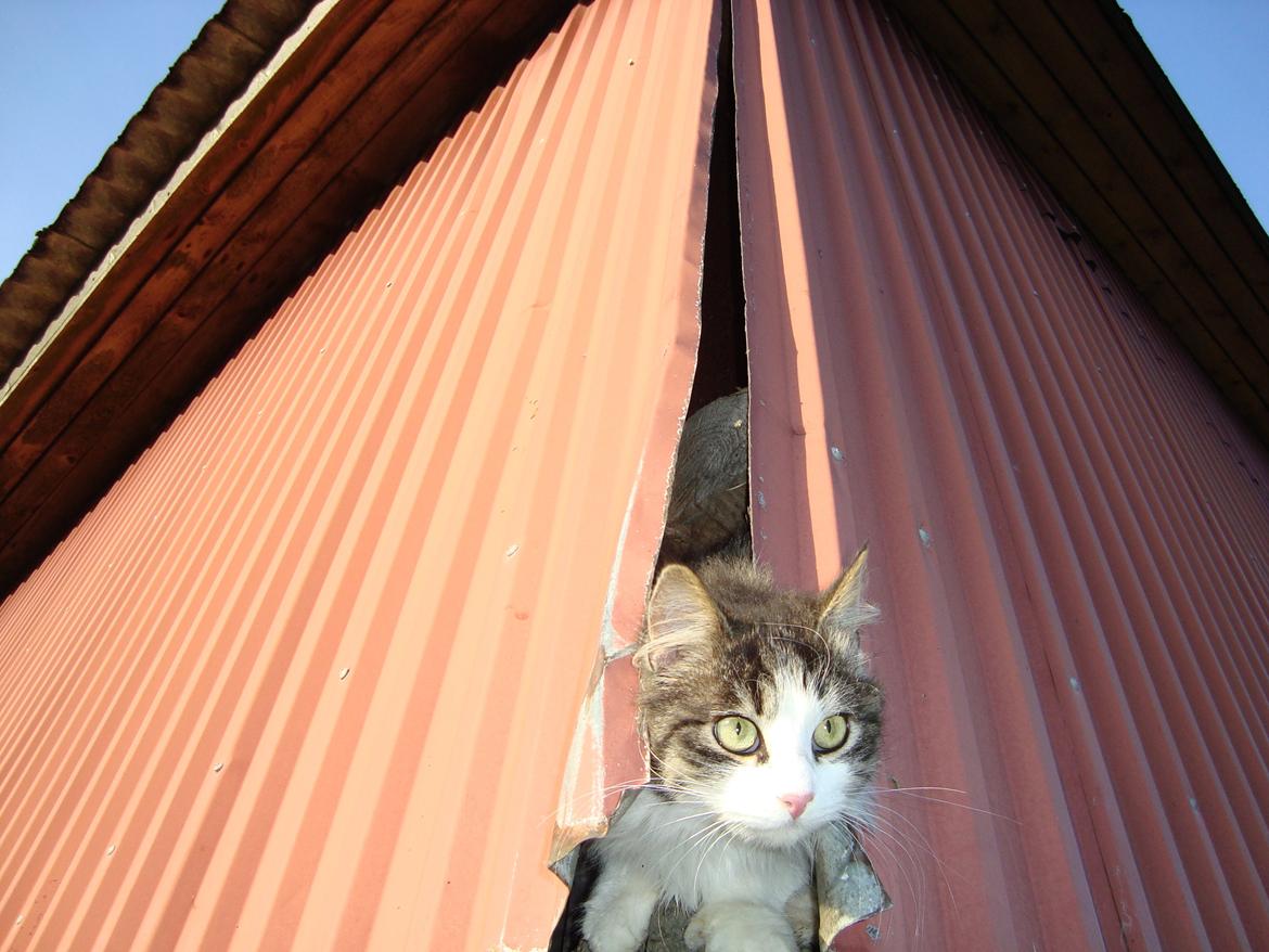 Blanding af racer Linus<3 billede 34