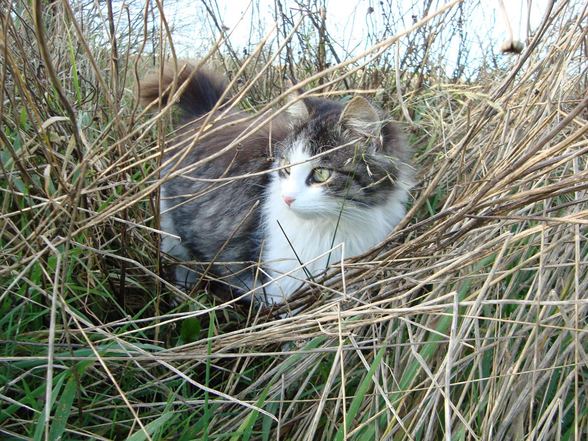 Blanding af racer Linus<3 billede 36