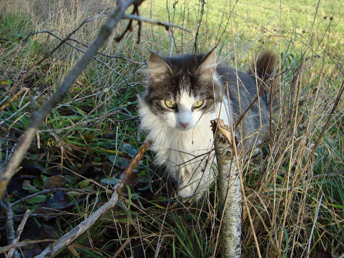 Blanding af racer Linus<3 billede 37