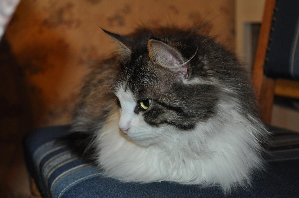 Blanding af racer Linus<3 billede 38