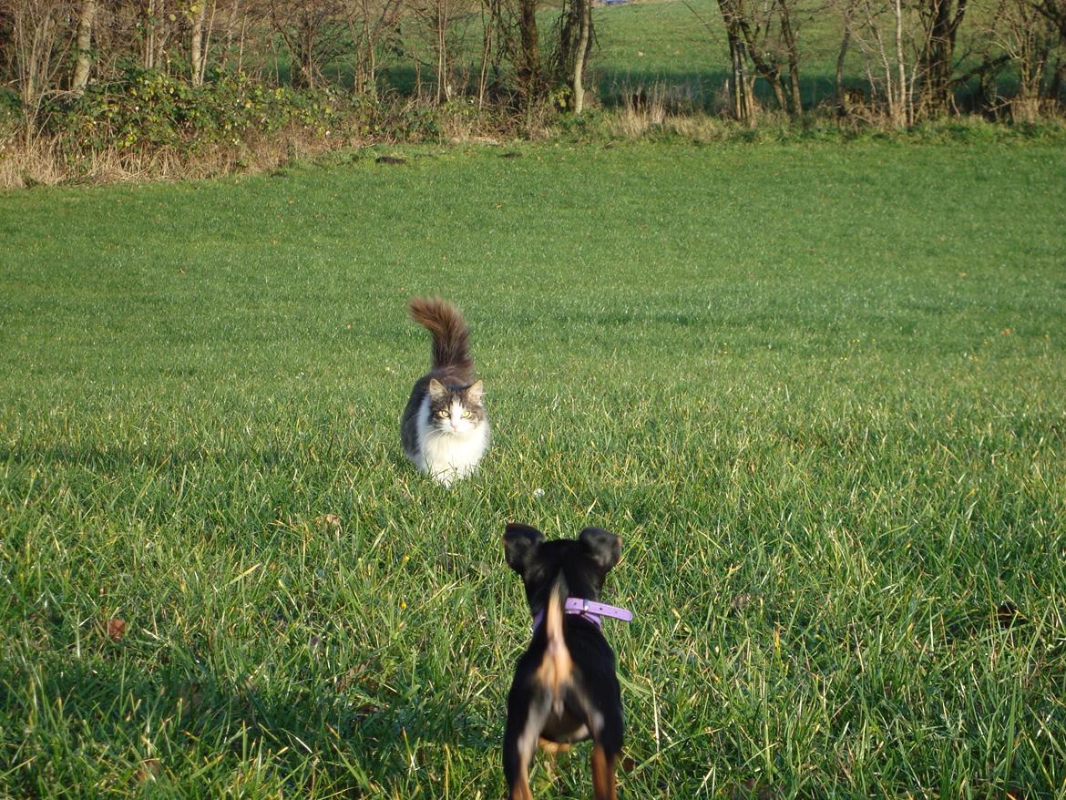 Blanding af racer Linus<3 billede 35